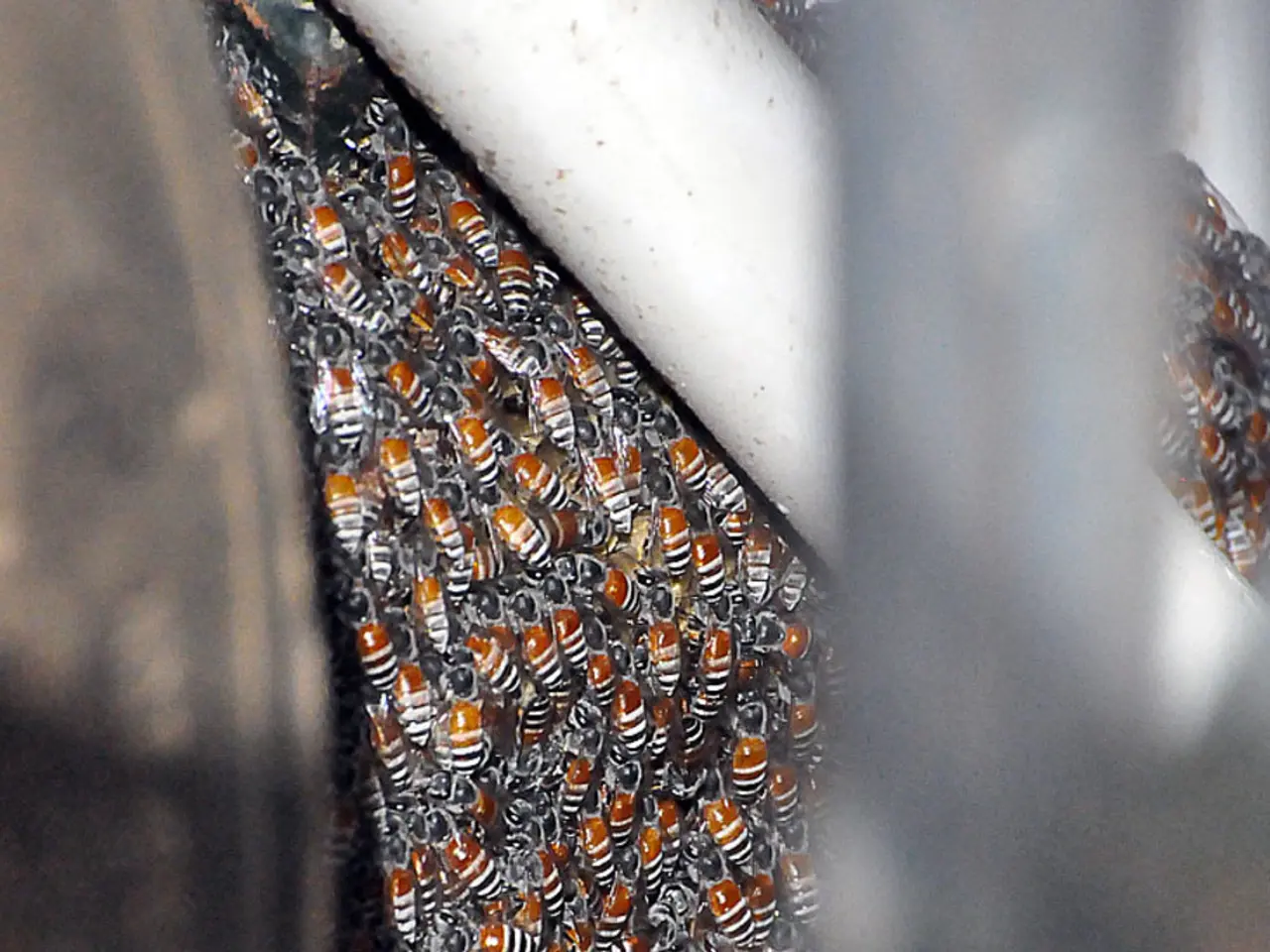 The Beneficial Role of Manuka Honey in Promoting a Healthy Lifestyle