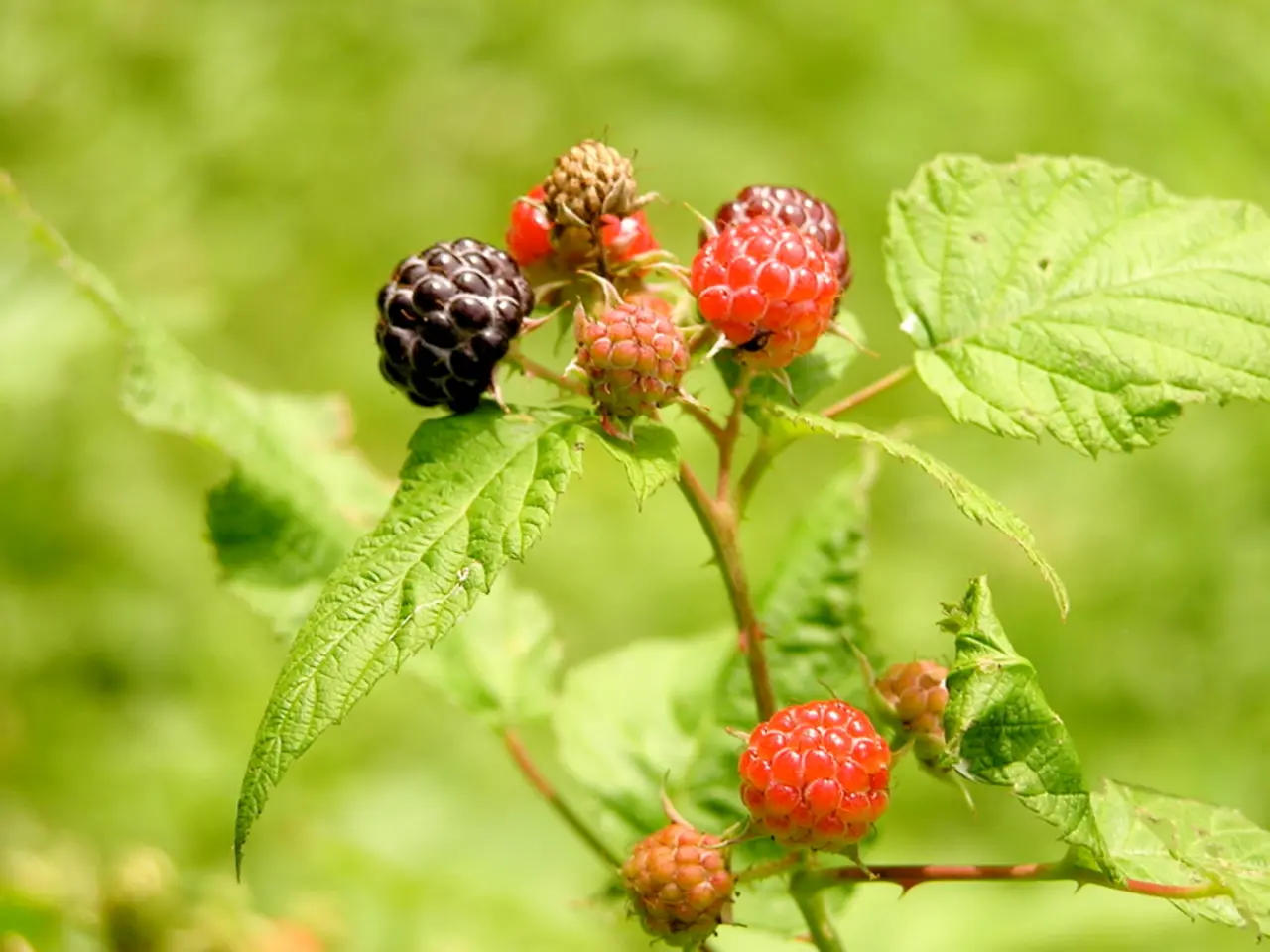 Comparing the Merits of Pheomelanin versus Eumelanin