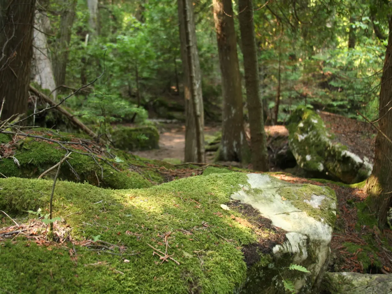 Guide to Sphagnum Moss: Versatile Powerhouse in the Natural Kingdom