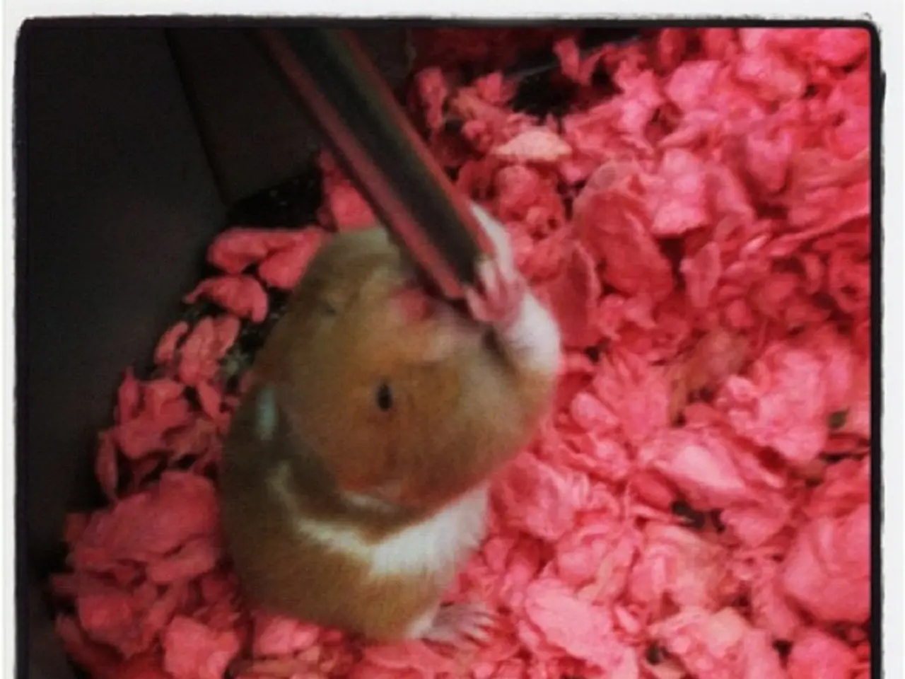 Interpreting Rodent Nightmares: The Hidden Significance Behind Dreams Involving Rats