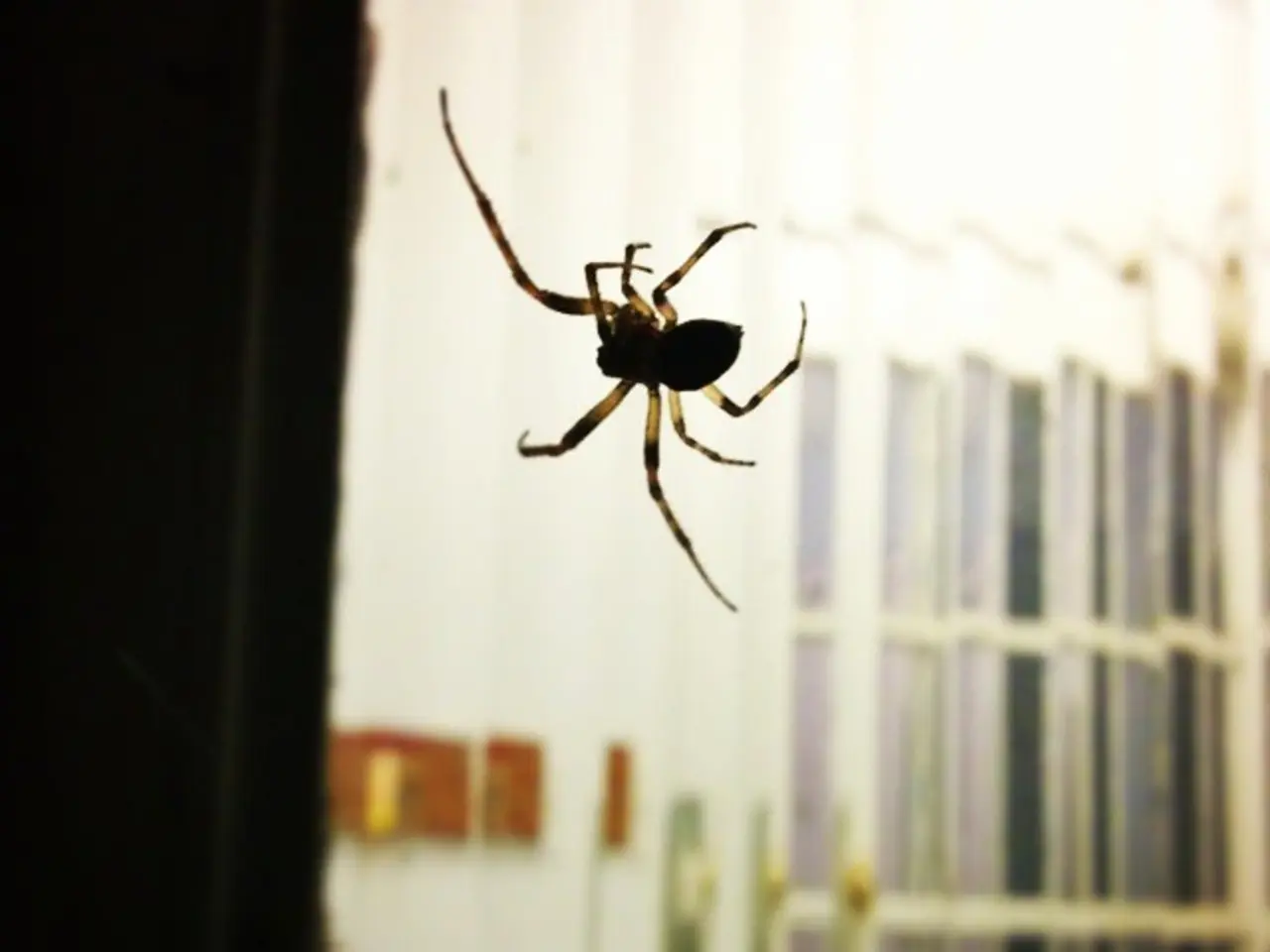 The Distinction Between Varicose Veins and Spider Veins Explained