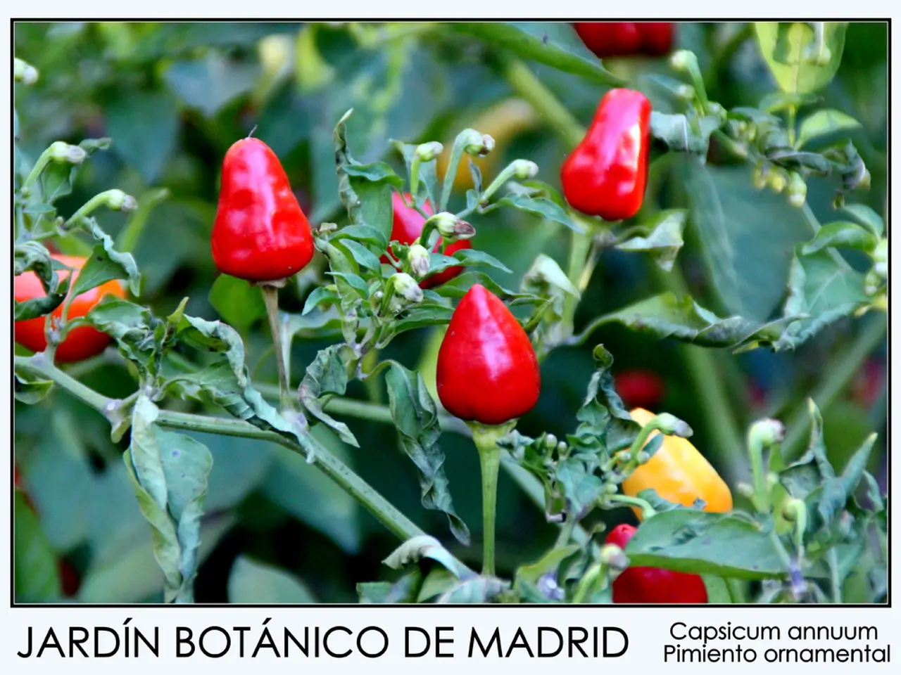 Multiple workers at the Tyson Foods facility in Arkansas have been diagnosed with COVID-19.