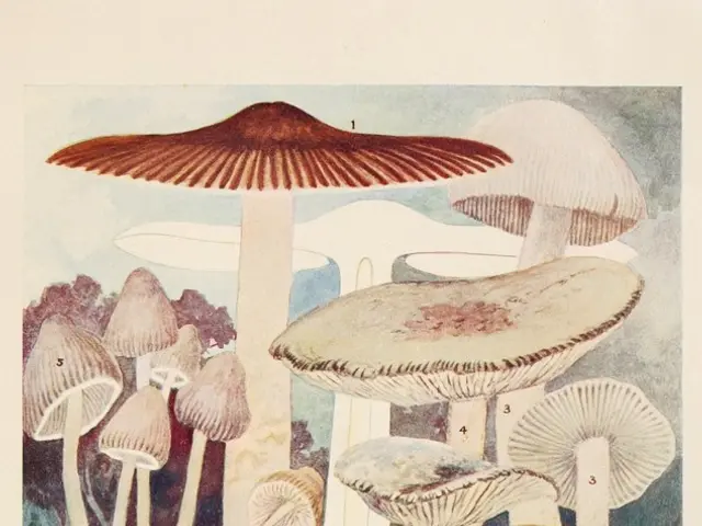 Following a year's time: seventy-six cannabis associations given the green light