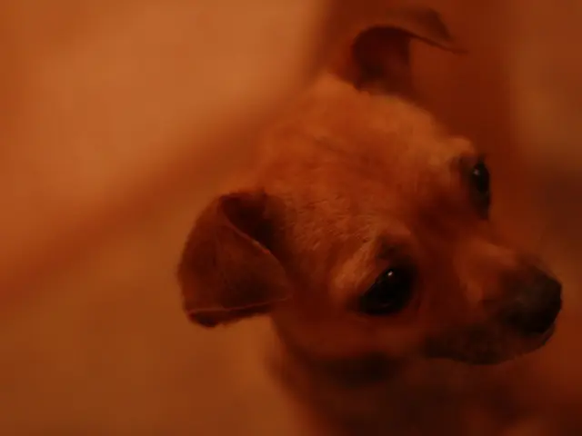 Nail-Fastened Possibility for Small Canine in Harz: Conditions May Cause Weeks of Discomfort