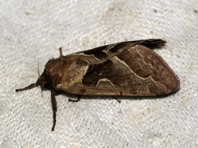 Tinea cruris: Origins, cures, and solutions explained