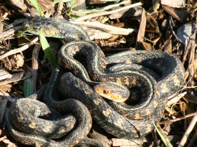 Heavy spring rains may lead to an increase in rattlesnake encounters and resulting bites.