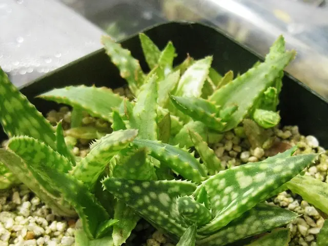 Aloe vera: Its Advantages and Medicinal Applications