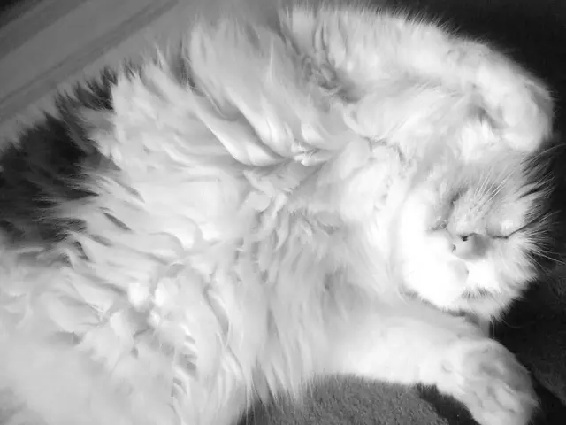 Sudden muscle weakness or loss of consciousness due to intense emotions or physical stress, a...