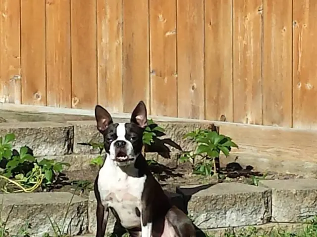 Urine-based Canine Feed: Top 6 Vet-Endorsed Recipes in the Year 2024