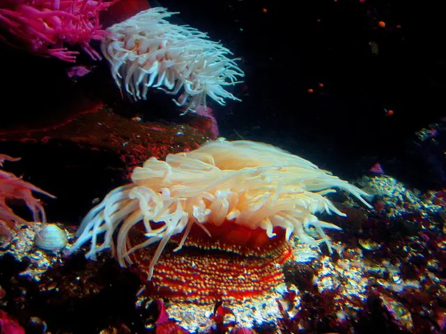 Disconcertingly elevated microplastic amounts discovered on an isolated Meditteranean coral reef...