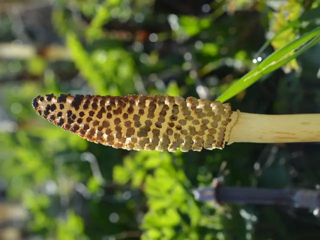 Discolored Patch in Soybean Field