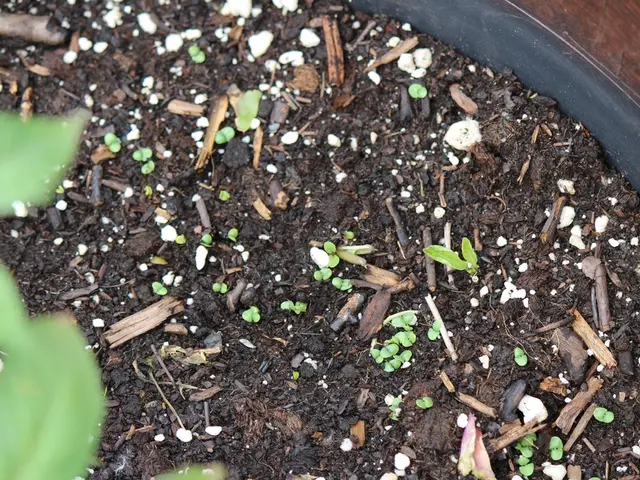 Exploring the Principles of Soil Fertility and Plant Nutrition for Bountiful Crops