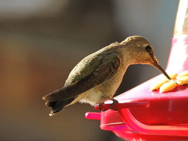 Penalties for Providing Food to Birds Poses Problem for Kazakhstan Residents