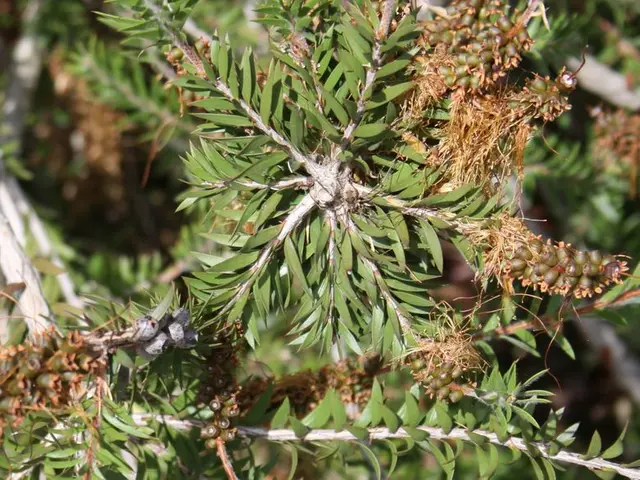 Instructions for Creating Delicious Pineapple Raita