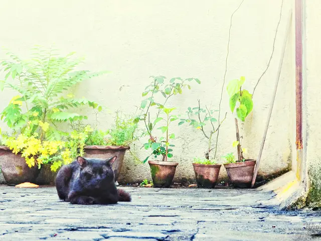 Daisies are not extremely poisonous to cats, but they can still pose a problem.