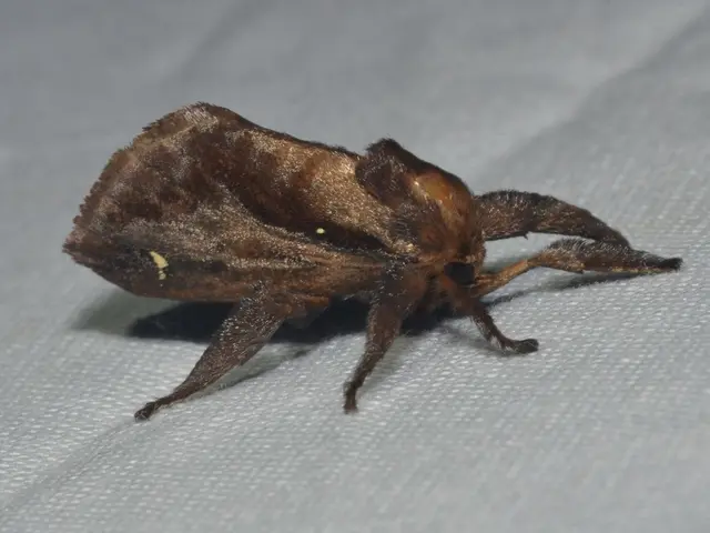 Mosquitoes, flies, and other pests on hiking trails frustrated? Examine if Columbia's latest Insect...