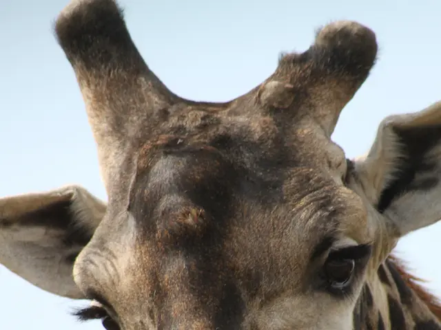 Giraffe's distinctive coat patterns explained: a look at the reasons behind their spotty...