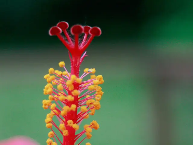 Varicocele and Fertility Issues: Does One Affect the Other?