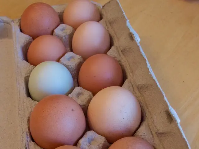 Is it possible for a chicken to hatch from an egg purchased at a supermarket?