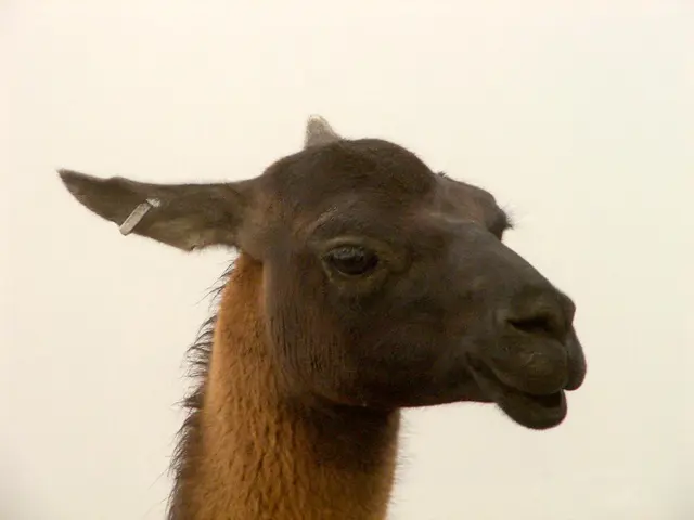 Cosmetic Ear Surgery: Definition, Advantages, and Potential Outcomes