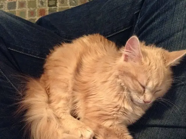 VA Evaluation of Sleep Disorders Caused by Ringing in the Ears: Navigating Your Disability Benefit...