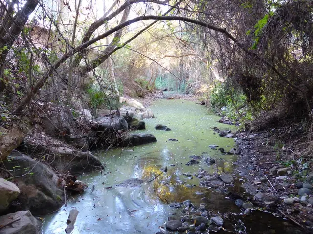 Important sea swimming considerations: Recognizing potential water hazards before taking a dip.
