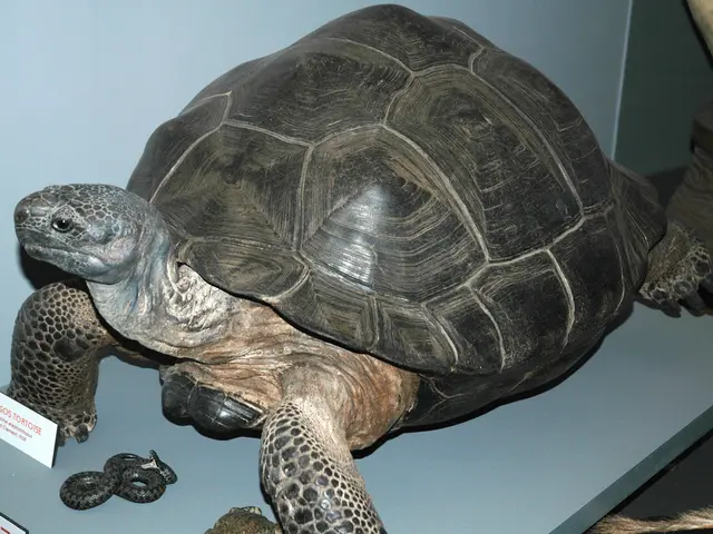 Unusual instance of medulloblastoma located outside the brain's axis at the cerebellopontine angle...