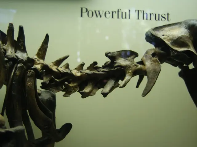 Anatomical Study: Visual Guide and Summary Regarding Back Structure