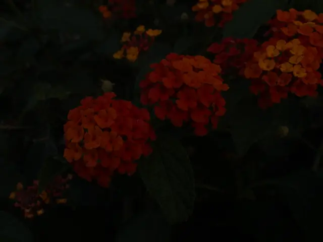 Fertilizers with Time-Controlled Release in the Cultivation of Ornamental Plants Grown in...