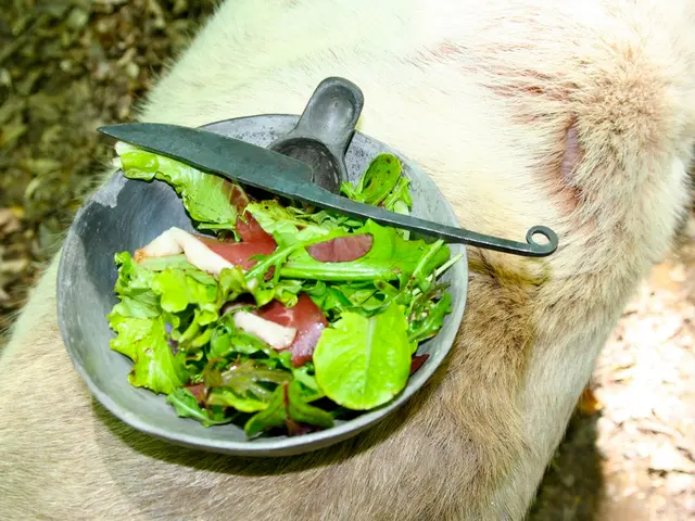 The Role of the Colon in the Digestive System