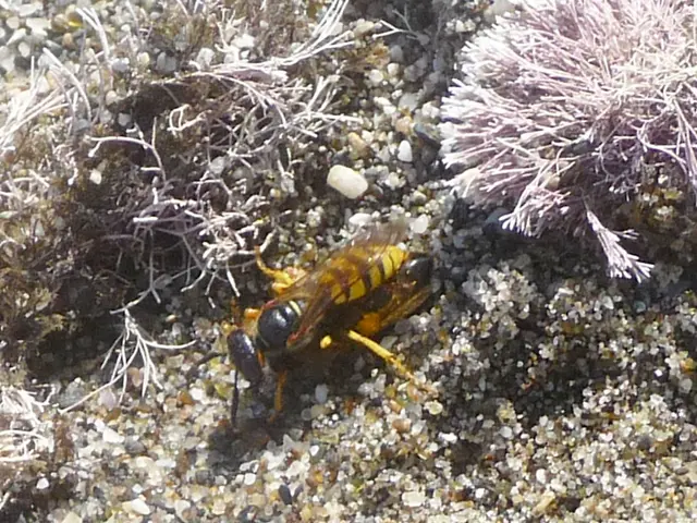Termites cause fatal damage in Marne area, according to a bug expert: 'Exceptionally uncommon,' he...