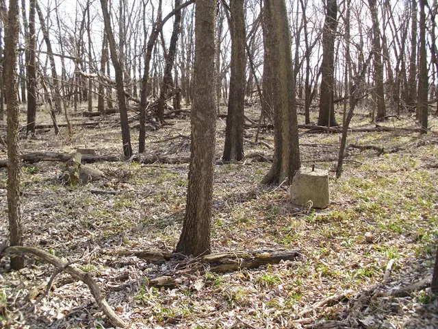 Grave danger of Amazon rainforest deterioration looming if Earth's temperature surpasses 1.5°C...