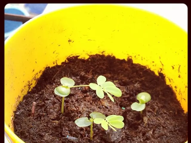 Delayed Fertilization Techniques in Cultivating Flowers for Potted Agriculture