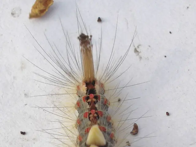 Henoch-Schonlein Purpura: A Discase Characterized by Inflammation Affecting Small Blood Vessels,...