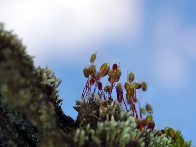 Methods for secure solar photography, according to an authority