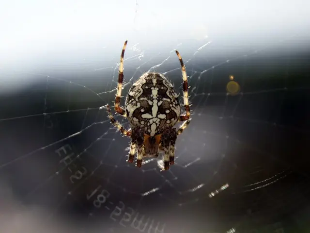 Multitude of spiders appearing in a dream sequence