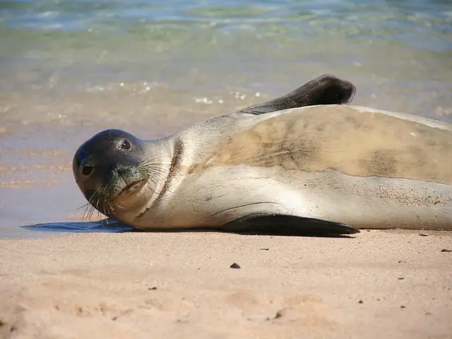 State of beaches in Sochi, Gelendzhik, Novorossiysk, and Tuapse detailed by Rospotrebbnadzor