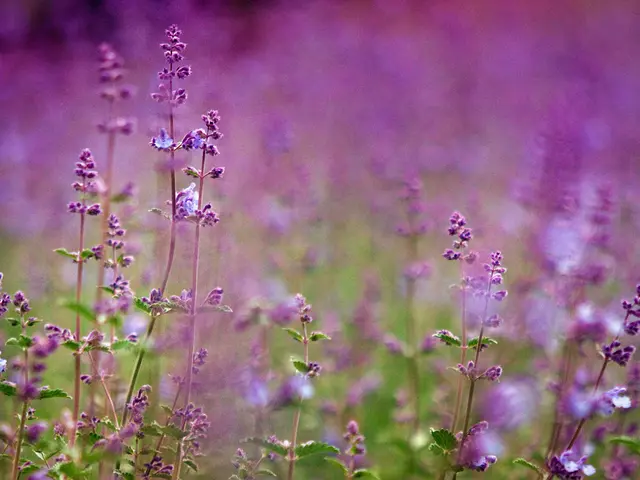 Enhancing Physical and Mental Well-being: Exploring Lavender's Positive Impacts on Hair Health
