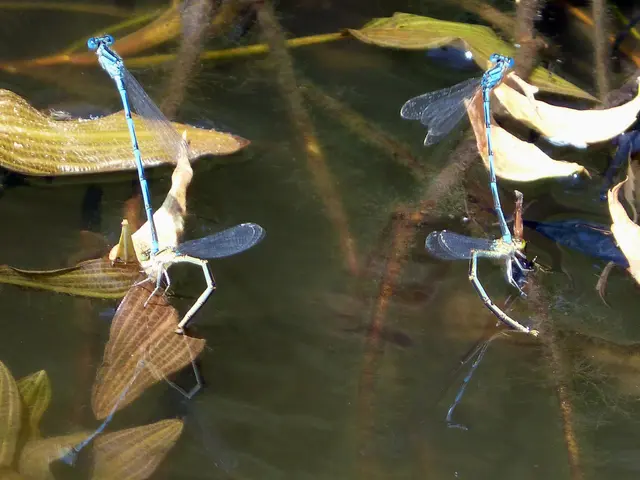 Werdersee predominantly shut due to illness transmitted via water