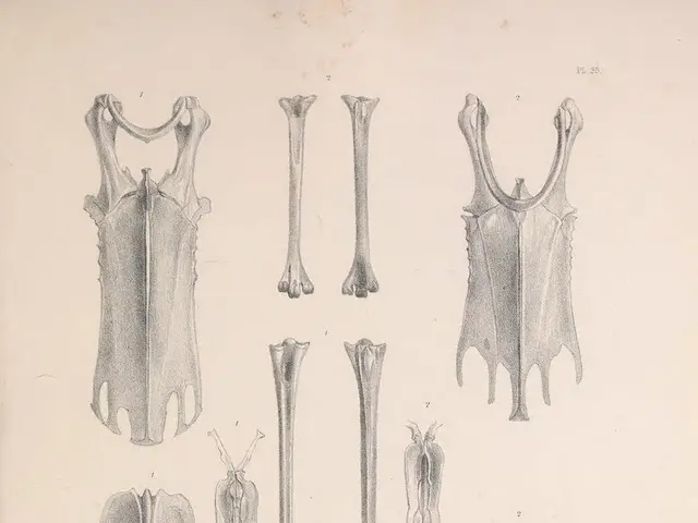 The Biological Foundation: The Purpose of Our Skeletal Structure