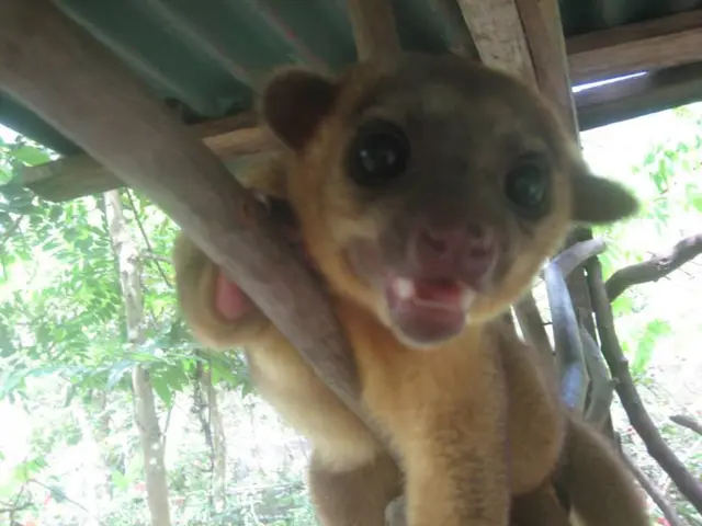 The Krasnodar animal shelter is on the verge of shutting down, leaving the animals without a home.