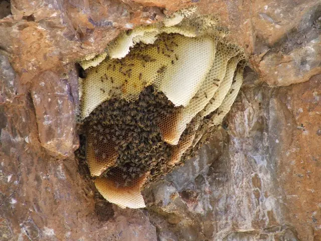 Nuclear facility in South Carolina uncovers radioactive wasp colony