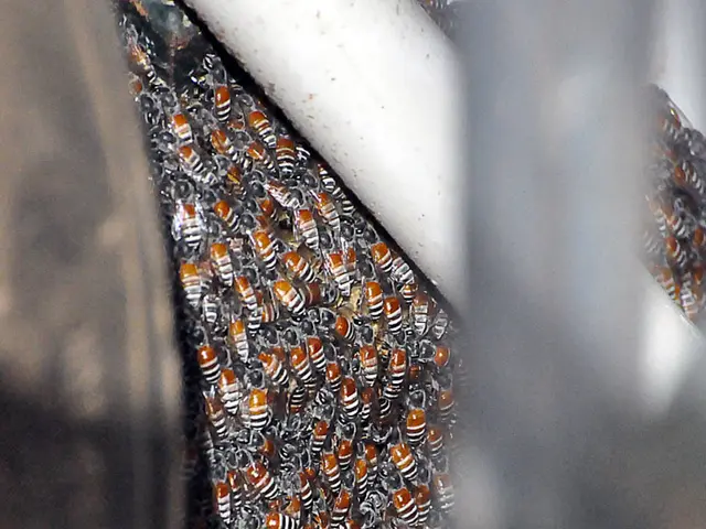 Decision Adopted by the European Beekeeping Association's Executive Body