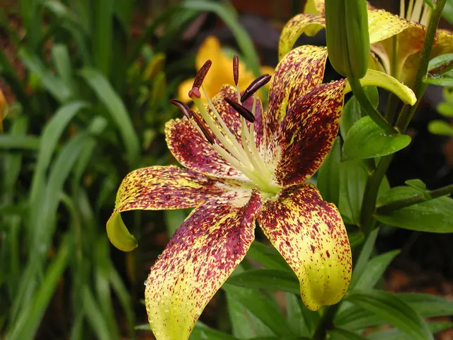 Sochi hosts the enticing Ternestreia flower.