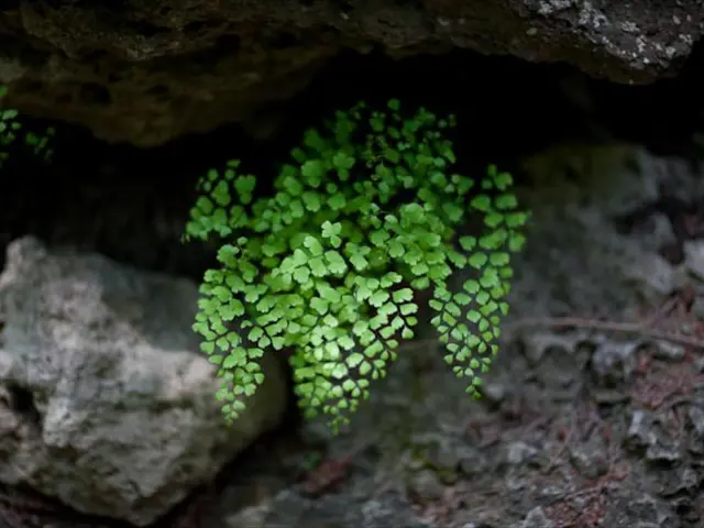 Nature's Underground Workforce: The Subterranean Plant Nutrient Manufacturing Facility