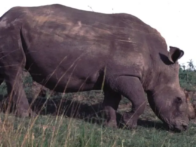 Rhinos in Africa are being subjected to radiation treatment, with their horns being affected as a...
