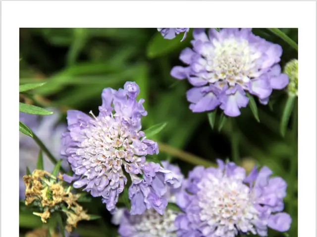 Ticagrelor medication: Examining its adverse effects, expenses, applications, and additional...