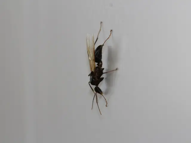 Radioactive wasp colonies persist near the nuclear power station, sparking concern of potential...