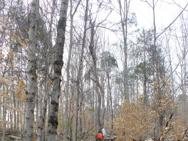 Danger of Amazon forest deterioration intensifies as global warming surpasses 1.5 degrees Celsius