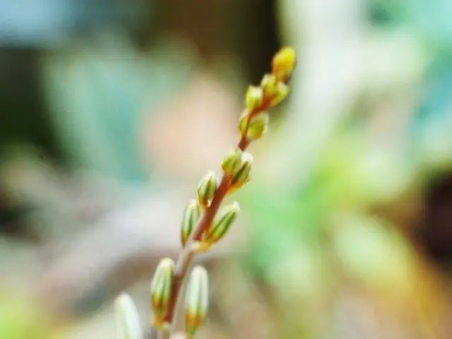 Does Ashwagandha have the potential to aid in the control of diabetes?